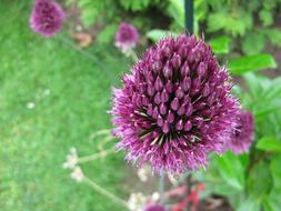 incredibly beautiful Leek Blossom