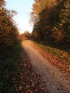 Autumn Leaves on path