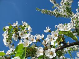 white Blossoms Cherry