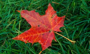 Fall Foliage Sheet on grass In The Autumn