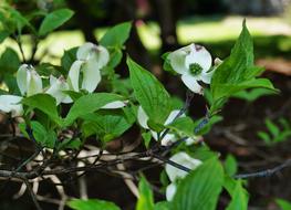 Dogwood White green Flower
