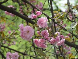 extraordinarily beautiful pink Tree Flowers