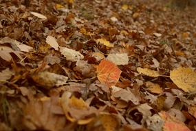 Close-up of the colorful and beautiful, dried autumn leaves on the ground