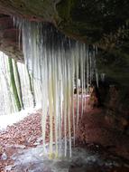 Rocks with shiny icicles near the plants, in the winter