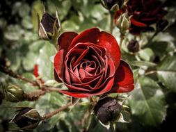 dry Rose Red Flower