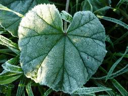 Close-up of the green plants with leaves in frost, in the winter