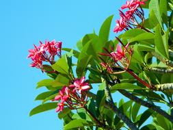 Close-up of the of the beautiful, blooming plant with pink flowers and green leaves in sunlight, in Thailand, under the blue sky