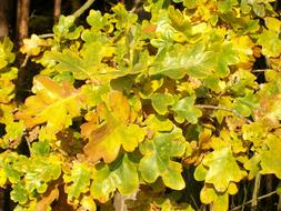 Oak Leaves