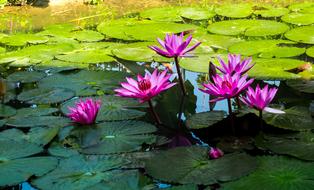 goodly Bloom lake
