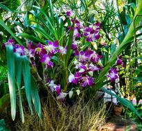 perfect Orchid Flower Blossom