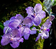 absolutely beautiful purple Orchid Flower