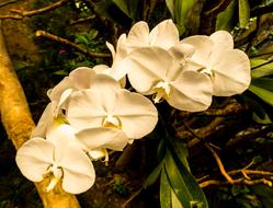 fabulous Orchid white Blossom