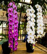 fabulous white violet Orchid