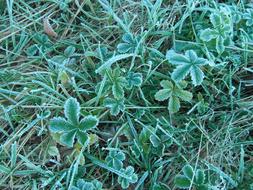 Close-up of the beautiful, green plants with leaves, of different shades, in hoarfrost, in the autumn