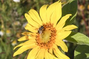 Bee on Sunflower close-up on blurred background