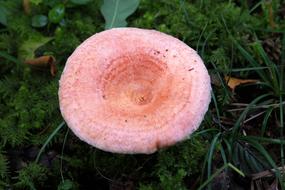 Mushroom Birch Milchling Lactarius