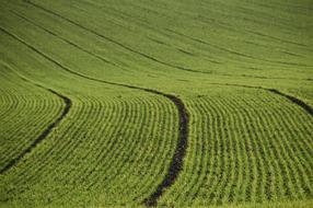 Field Agriculture Lines close-up