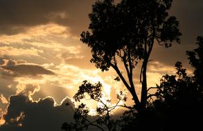 dark clouds in the evening sky over the silhouettes of trees