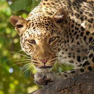 Leopard at Safari Wildier