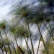 Cyprus Grass Okavanga Delta Africa