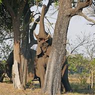 Beautiful and cute elephant among the colorful plants, in Okavanga Delta, Africa