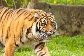 Tiger Teeth Green
