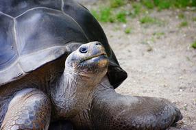 Turtle Giant Tortoise Panzer