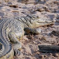 Crocodile Dangerous in botswana