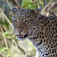 Beautiful and colorful leopard among the plants in Botswana, Africa