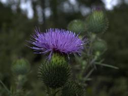 blue Thistle Blossom