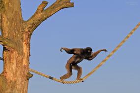 Cute and beautiful Barbary monkey walking on the rope, near the tree, at blue sky on background