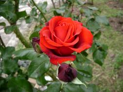 goodly Rosa Scarlet