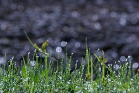 landscape of wet grass