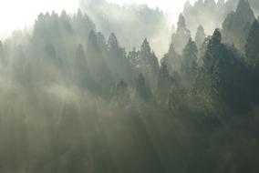 a dark forest in a haze of fog