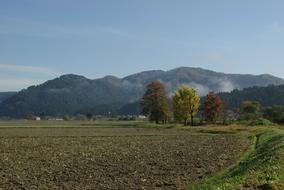 a tree on a field and mountains