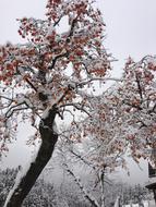 snowy trees with red berries