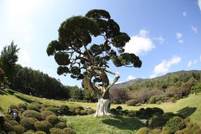 beautiful old Pine in Arboretum at summer