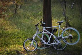 Bike near Wood on Grass