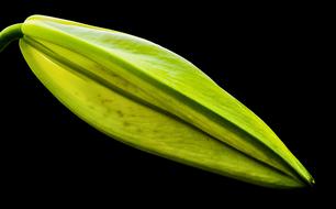fabulous green Lily