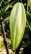 goodly Lily Blossom green