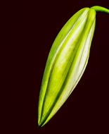 Lily, green flower bud at darkness