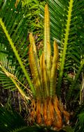 New green Palm Tree