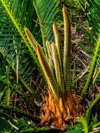 New Palm Tree