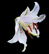 goodly Lily Blossom