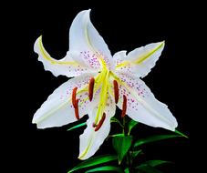 closeup photo of Lily Blossom at black background