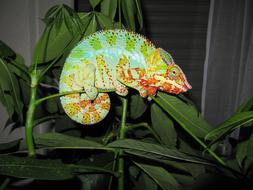 Close-up of the colorful and beautiful panther chameleon on the plant with green leaves