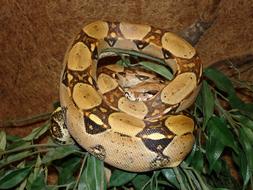 Red Tailed Boa Snake reptile