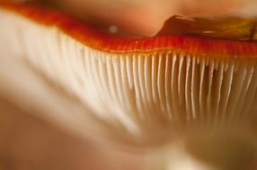 Mem Russula close-up in blurred background