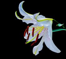 white Lily Blossom dark background