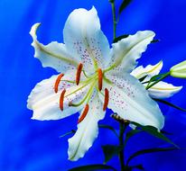 beautiful white Lily at blue background